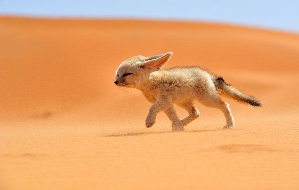 1649695551607034090.jpg 10-most-beautiful-animals-in-the-world-picture-2-OrZQZ8wcc.jpg