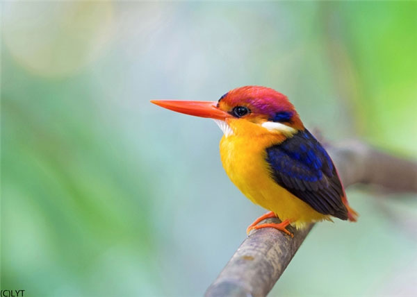 1649695562703021060.jpg 10-most-beautiful-animals-in-the-world-picture-3-rK0XDhaKH.jpg