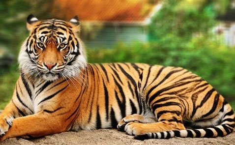 1649695622602049872.jpg 10-most-beautiful-animals-in-the-world-picture-9-NqRiHWQ1j.jpg